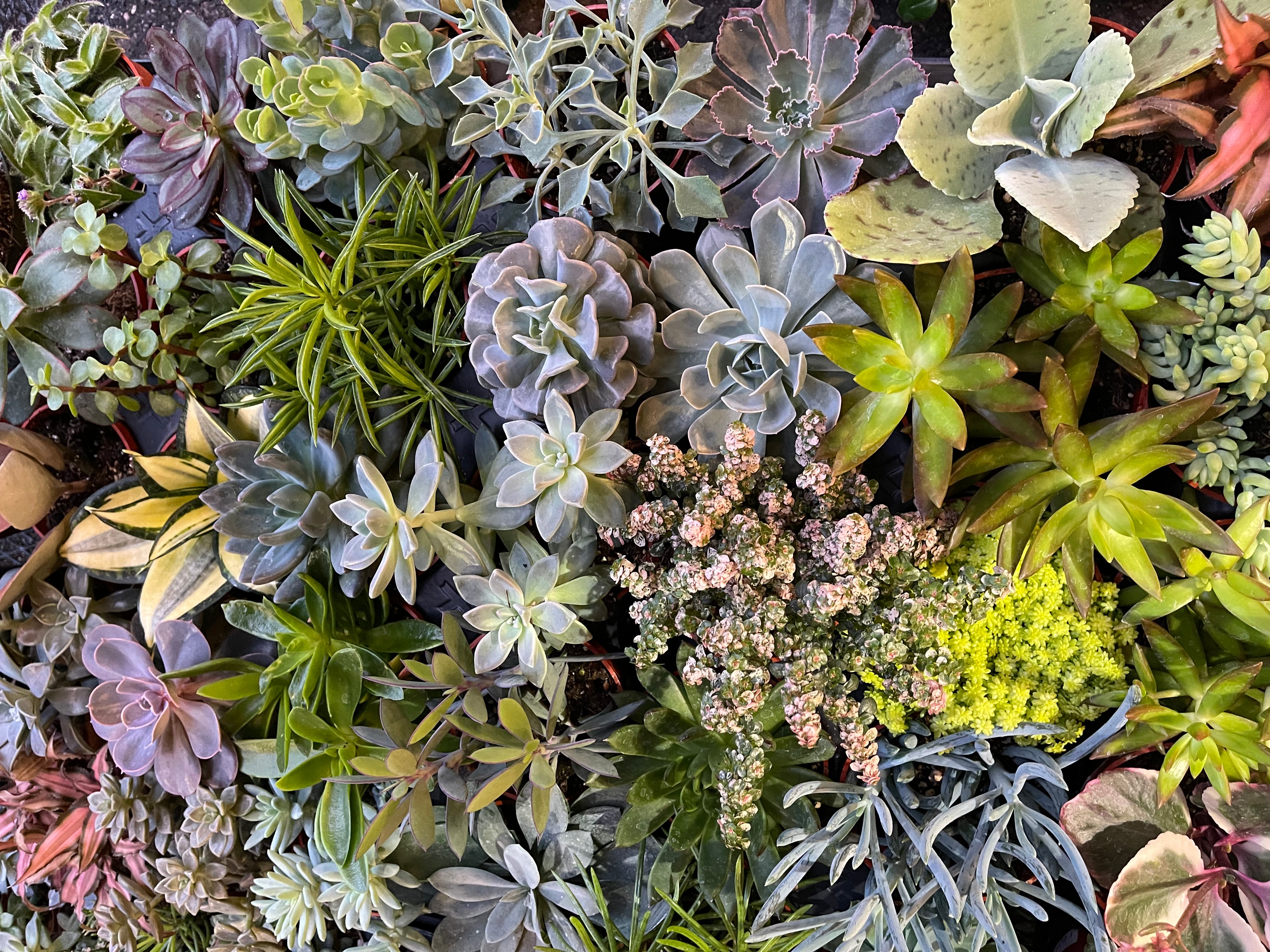 Succulents Assorted