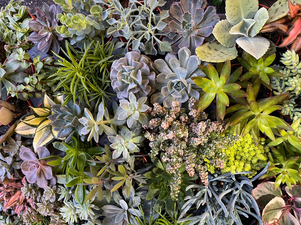 Assorted Succulents & Cacti