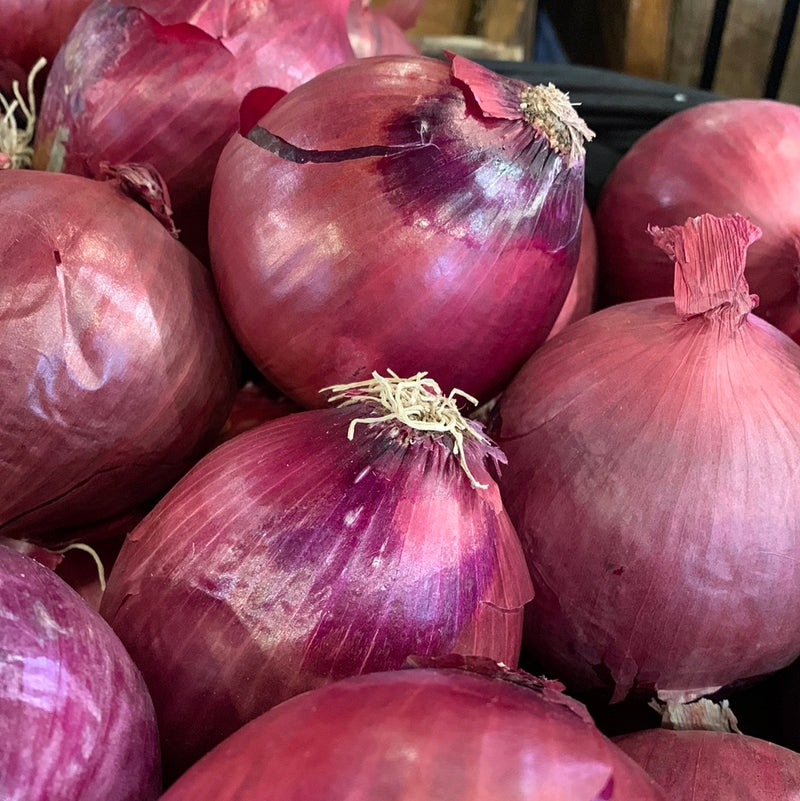 Onion Red