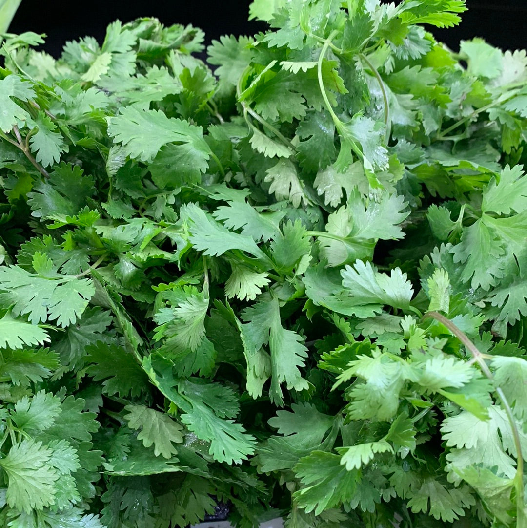 Cilantro