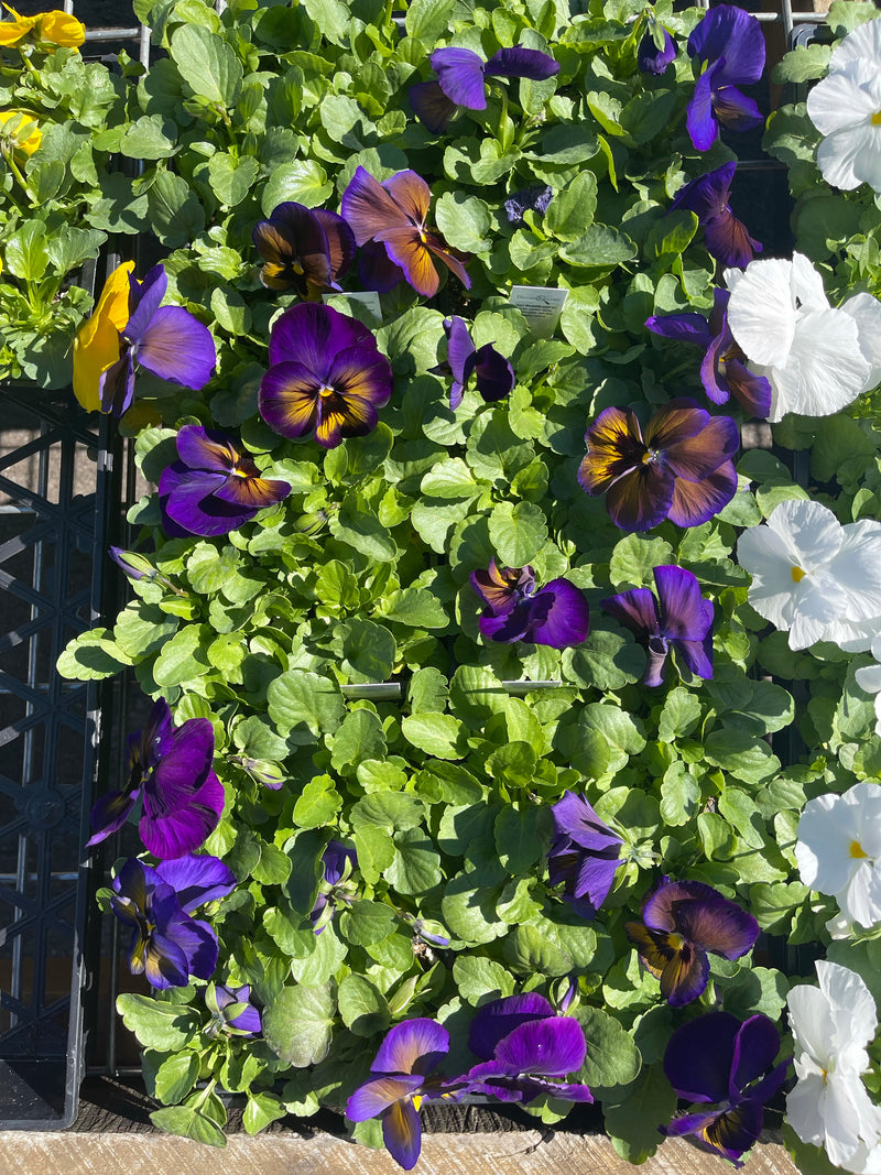 Pansies Winter Survivor