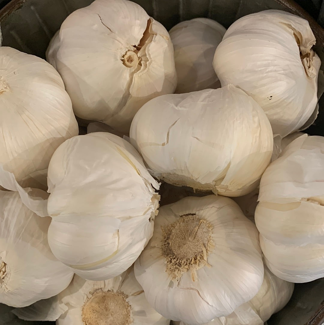 Garlic