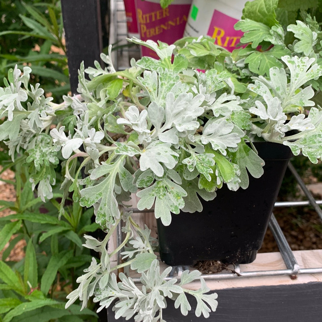 Wormwood