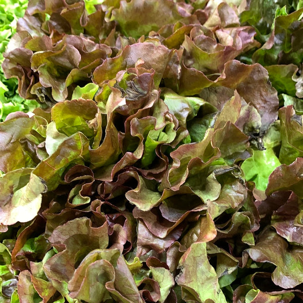 Greens - Lettuce Red Leaf