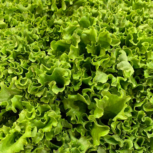 Lettuce Green Leaf Local