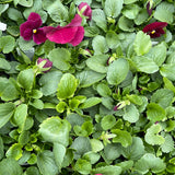 Pansies Winter Survivor
