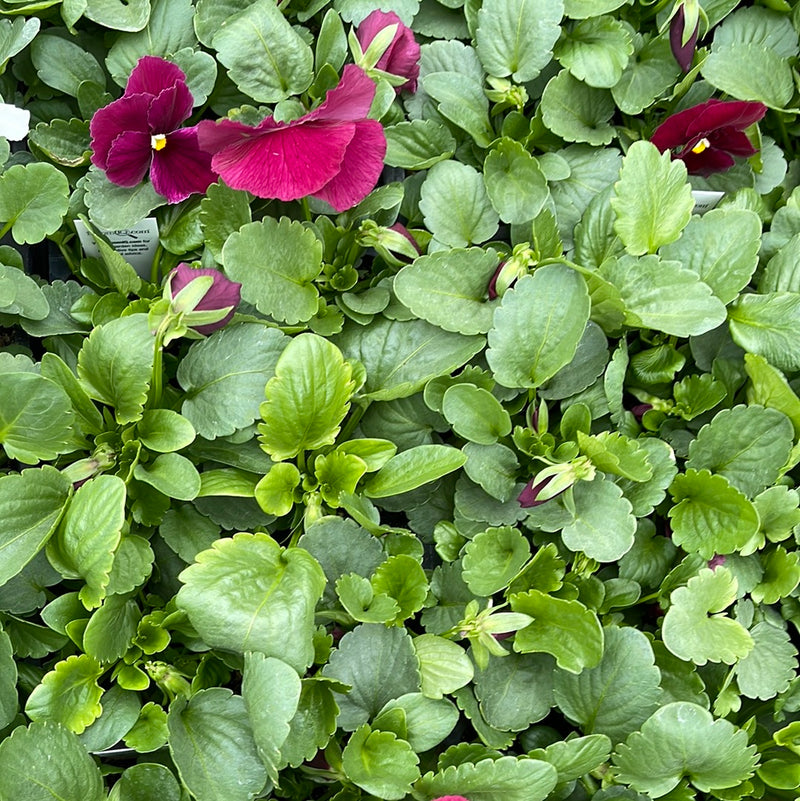 Pansies Winter Survivor