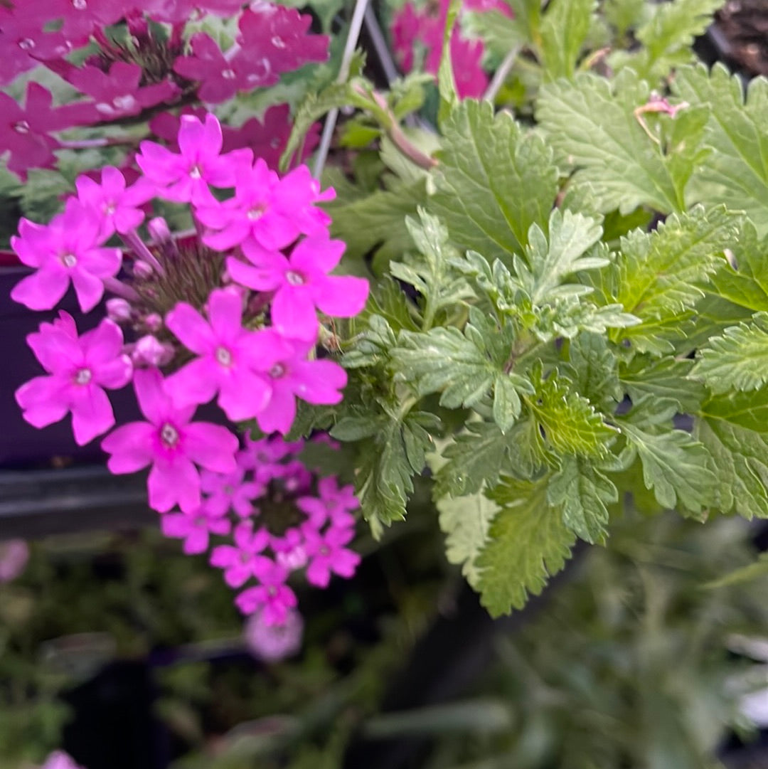 Missouri Native Plants