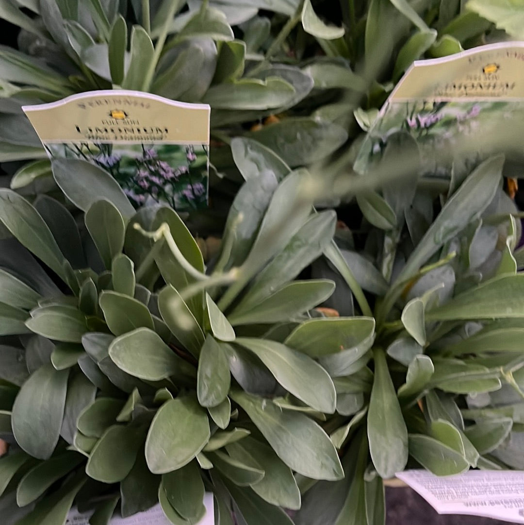 Missouri Native Plants