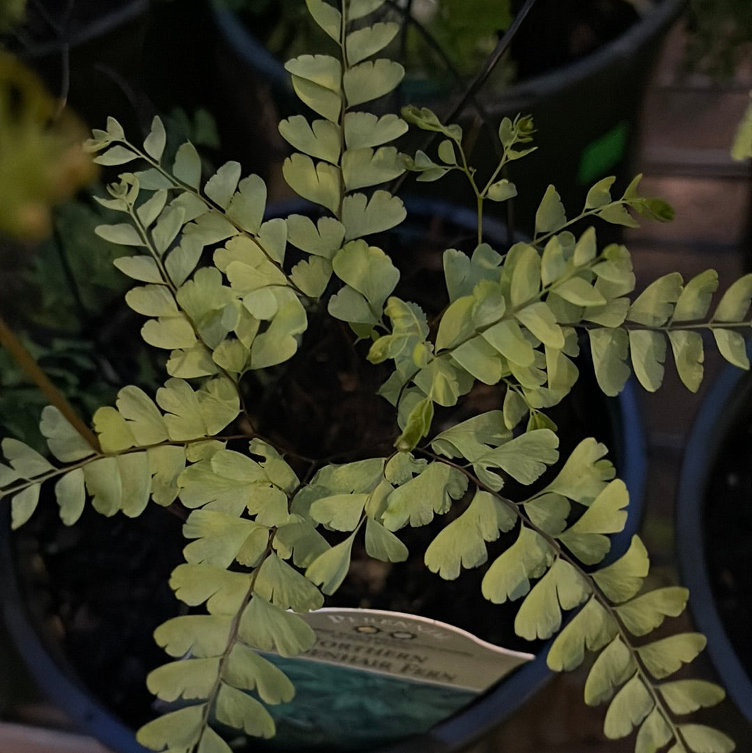 Missouri Native Plants