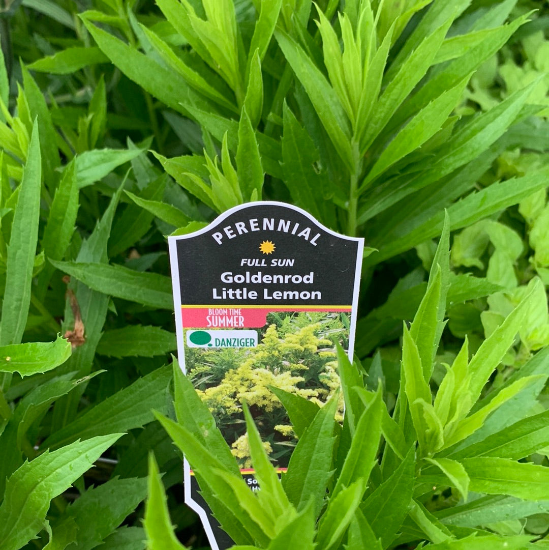 Perennial Plants