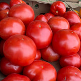 Tomato Red Local