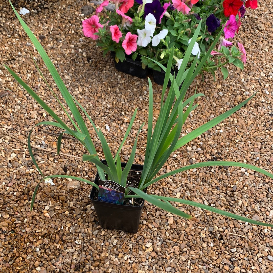 Siberian Iris