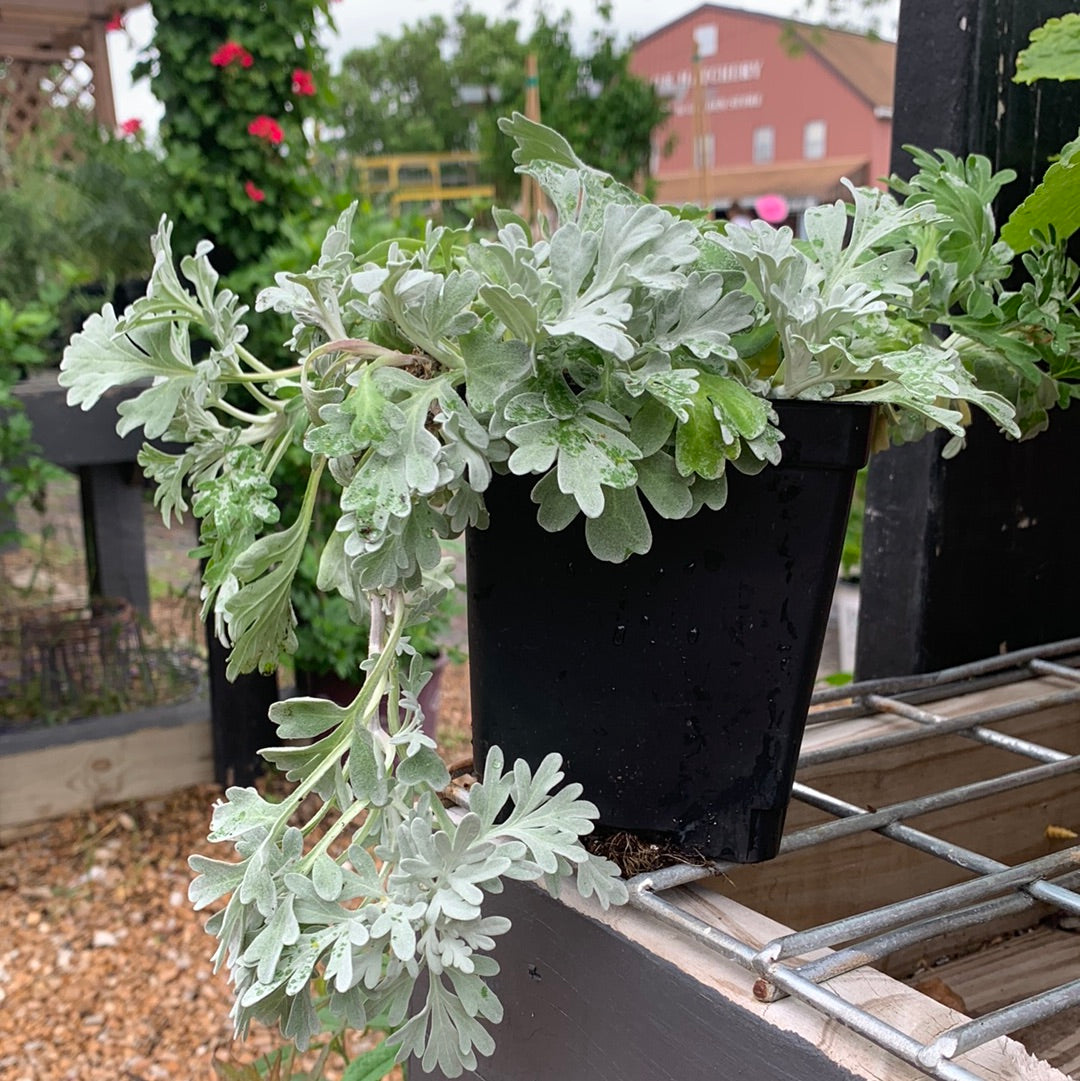 Wormwood