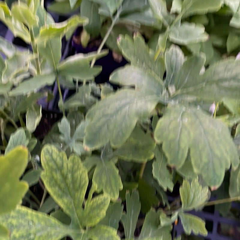 Missouri Native Plants