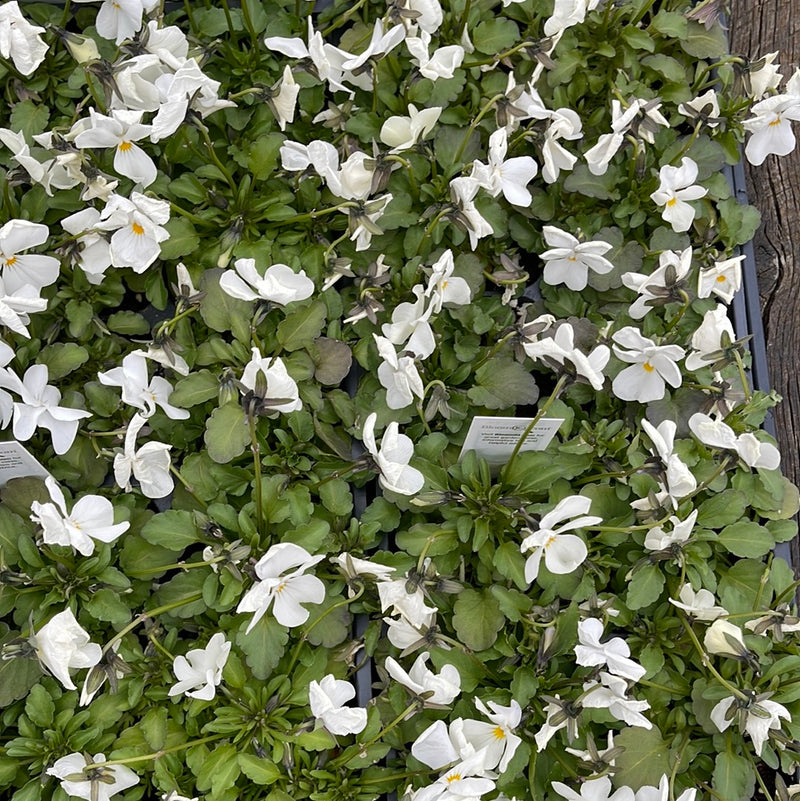 Pansies Winter Survivor