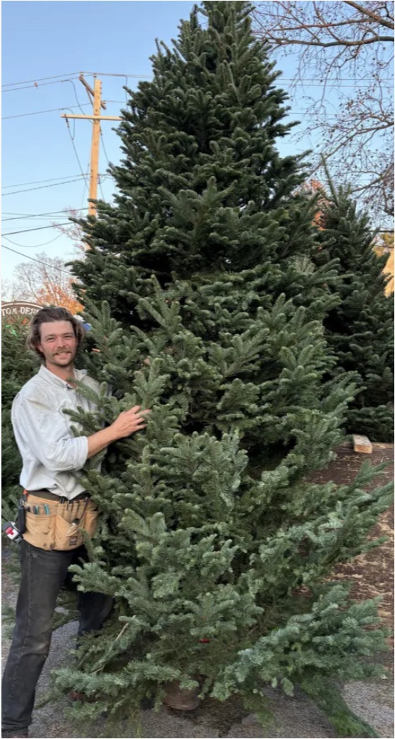 A member of The Summit Tree Guys team standing beside a fresh-cut Christmas tree